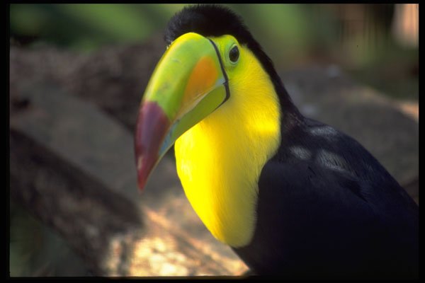 574031 Friendly Toucan A4 Photo Print