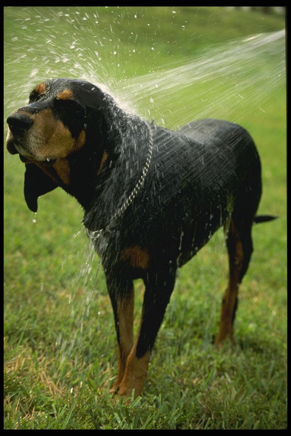 574032 Dog Being Watered Down A4 Photo Print