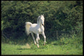 574033 Arabian Horse A4 Photo Print