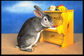 574034 Roger Plays Piano, Blue Rex Rabbit A4 Photo Print