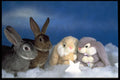 574035 Bunny Friends, Blue And Apricot Rex Rabbits A4 Photo Print