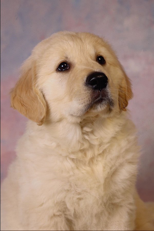 574036 Puppy A4 Photo Print