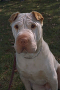 574037 Sharpei Puppy A4 Photo Print