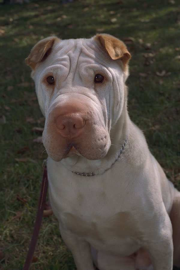 574037 Sharpei Puppy A4 Photo Print