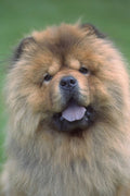 574038 Chow Dog A4 Photo Print