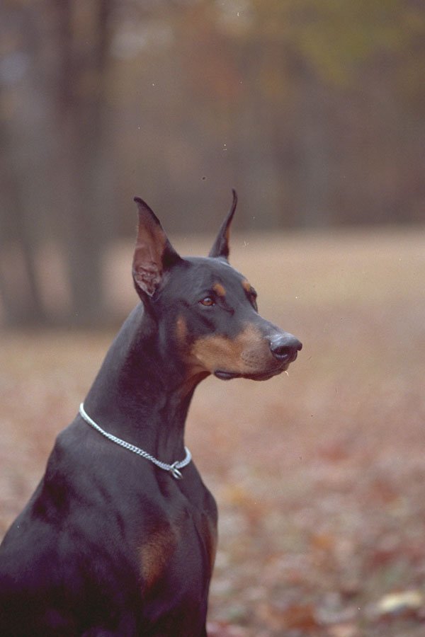 574039 Doberman Pinscher A4 Photo Print