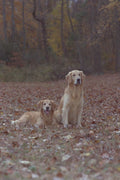 574040 Golden Retrievers A4 Photo Print