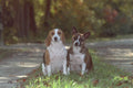 574041 Weeble Dogs A4 Photo Print