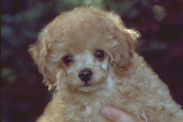 574042 Mini Poodle Pup A4 Photo Print