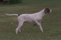 574043 Pointer A4 Photo Print