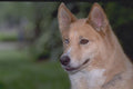 574044 Red Husky A4 Photo Print