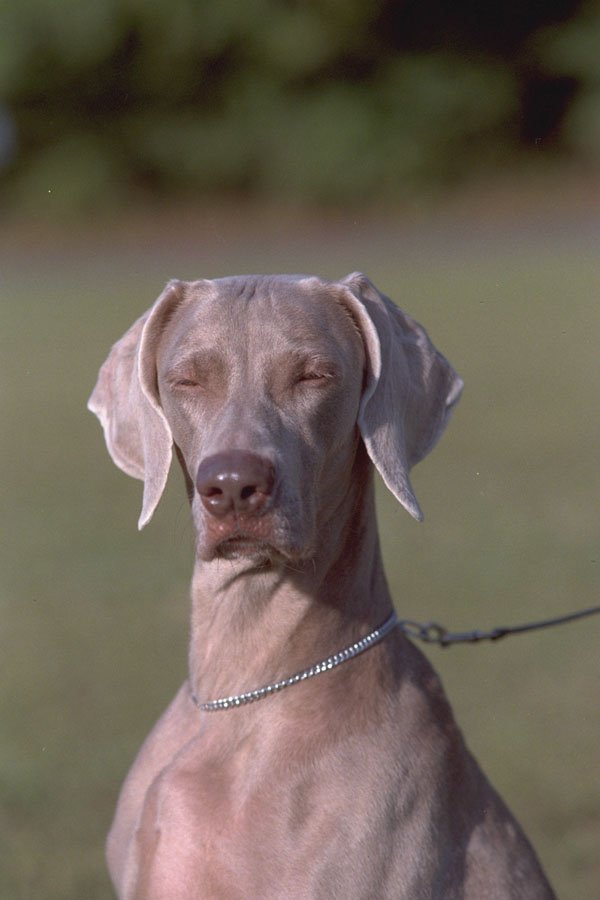 574045 Weimaraner A4 Photo Print