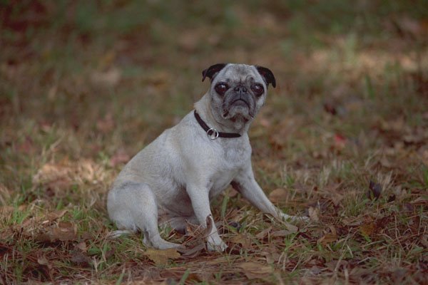 574046 Pug A4 Photo Print