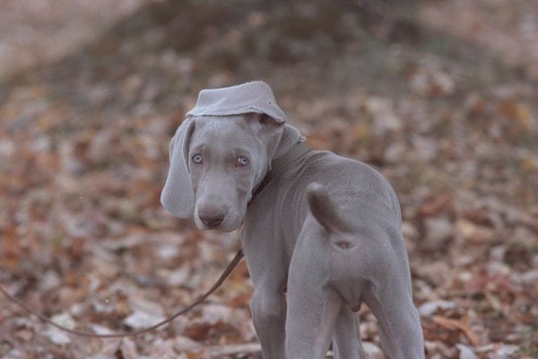 574047 Weimaraner Pup A4 Photo Print