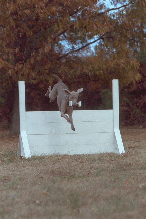 574048 Spaniel Obedience Jump A4 Photo Print