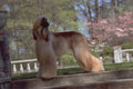 574049 Afghan Hound A4 Photo Print