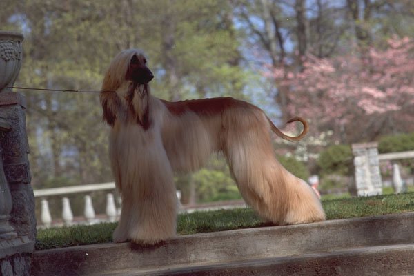 574049 Afghan Hound A4 Photo Print