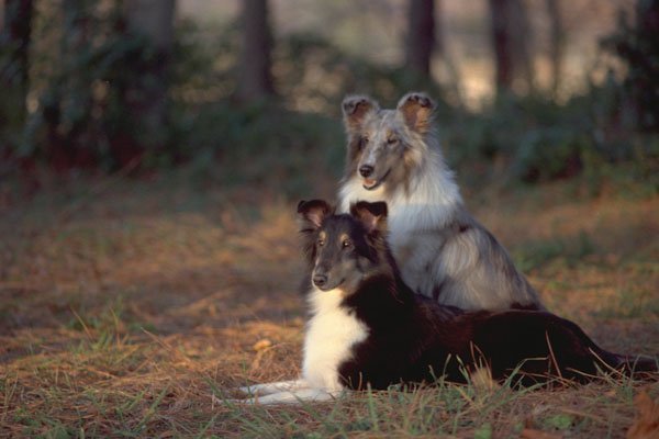 574050 Shelties A4 Photo Print