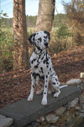 574051 Dalmation A4 Photo Print