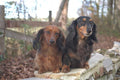 574052 Longhair Doxies A4 Photo Print