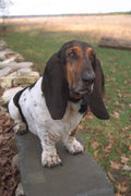 574053 Basset Hound A4 Photo Print