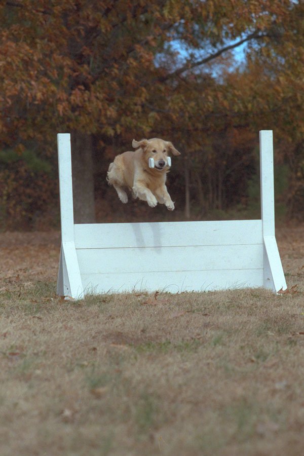 574055 Golden Retriever Obedience Jump A4 Photo Print