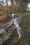 574056 Dalmation A4 Photo Print