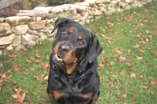 574057 Rottweiler A4 Photo Print