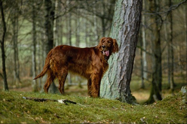 574060 Red Setter A4 Photo Print