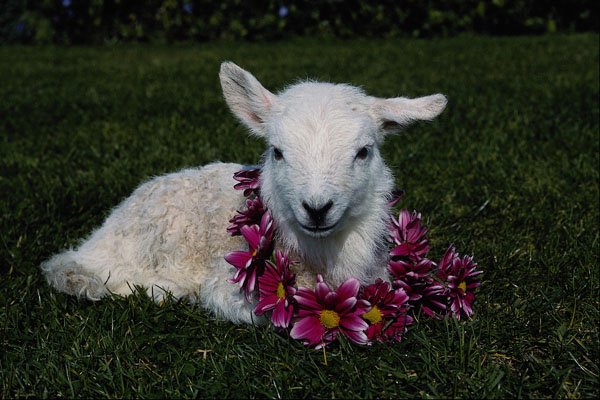 574061 Lamb A4 Photo Print