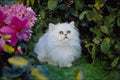 574062 Bicolored Kitten A4 Photo Print