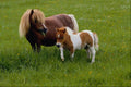574063 Falabella And Foal A4 Photo Print