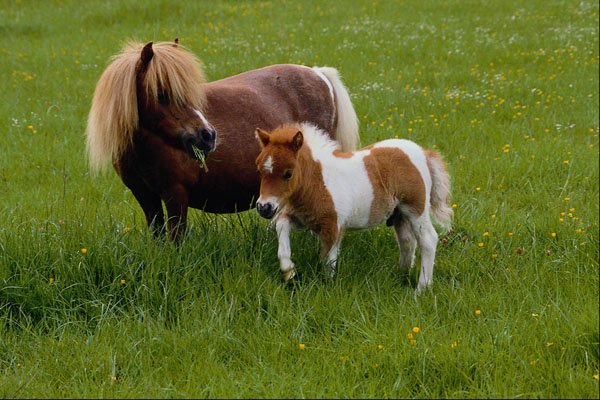 574063 Falabella And Foal A4 Photo Print