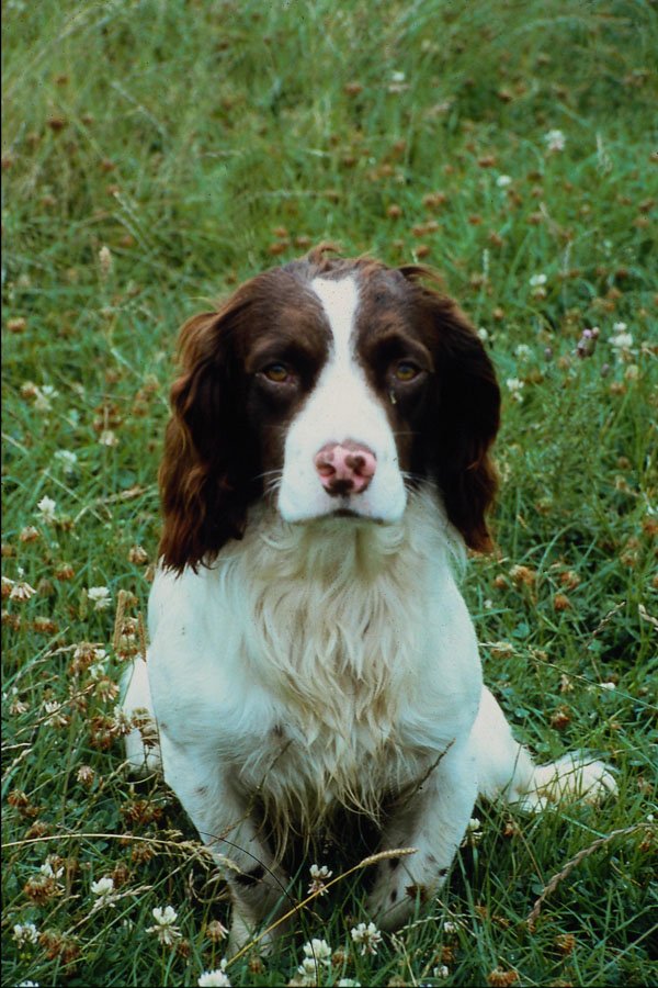 574065 Springer Spaniel A4 Photo Print