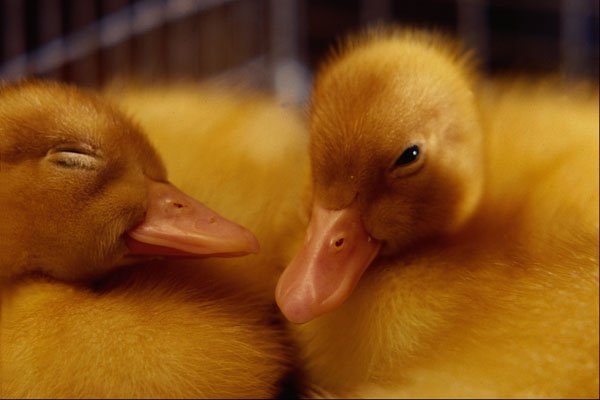 574066 Baby Ducks A4 Photo Print