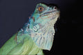 574068 Iguana A4 Photo Print