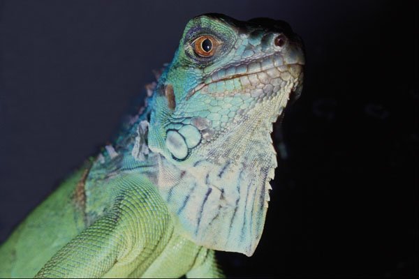 574068 Iguana A4 Photo Print