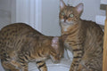 574069 Bengal Cats A4 Photo Print