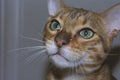 574070 Bengal Cat A4 Photo Print