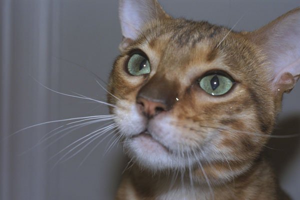 574070 Bengal Cat A4 Photo Print