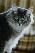 574071 Cat A4 Photo Print