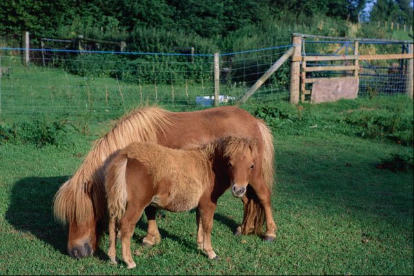 574073 Pony And Foal A4 Photo Print