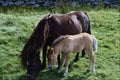 574074 Dartmoor Pony And Foal A4 Photo Print