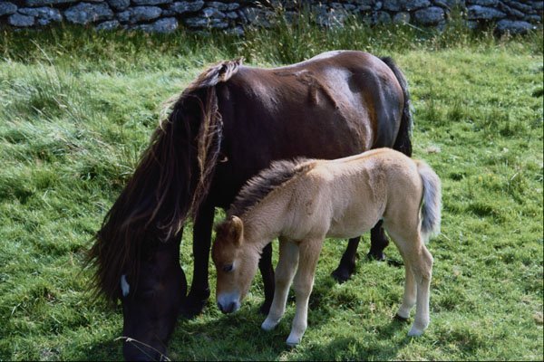 574074 Dartmoor Pony And Foal A4 Photo Print