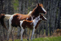 574077 Proud Mare With Colt A4 Photo Print