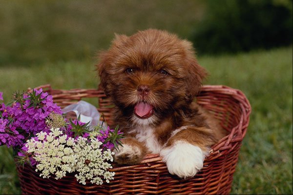 574078 Lhasa Apso A4 Photo Print
