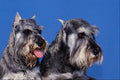 574079 Miniature Shnauzers, Dusty And Murphy A4 Photo Print