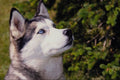 574080 Siberian Husky, Celine Of The Midnight Sun A4 Photo Print