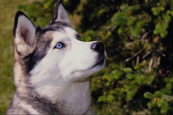 574080 Siberian Husky, Celine Of The Midnight Sun A4 Photo Print