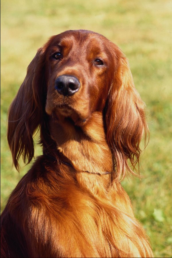 574081 Irish Setter, Eric A4 Photo Print